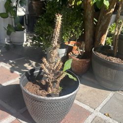 Corona De Cristo Flor Grande