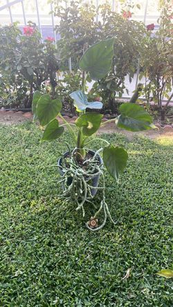 Es un capto y una planta de sombra