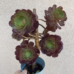 Aeonium Succulent Plant 