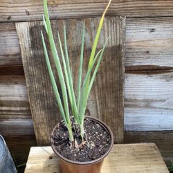 Lrg Green Onion Scallion Plant