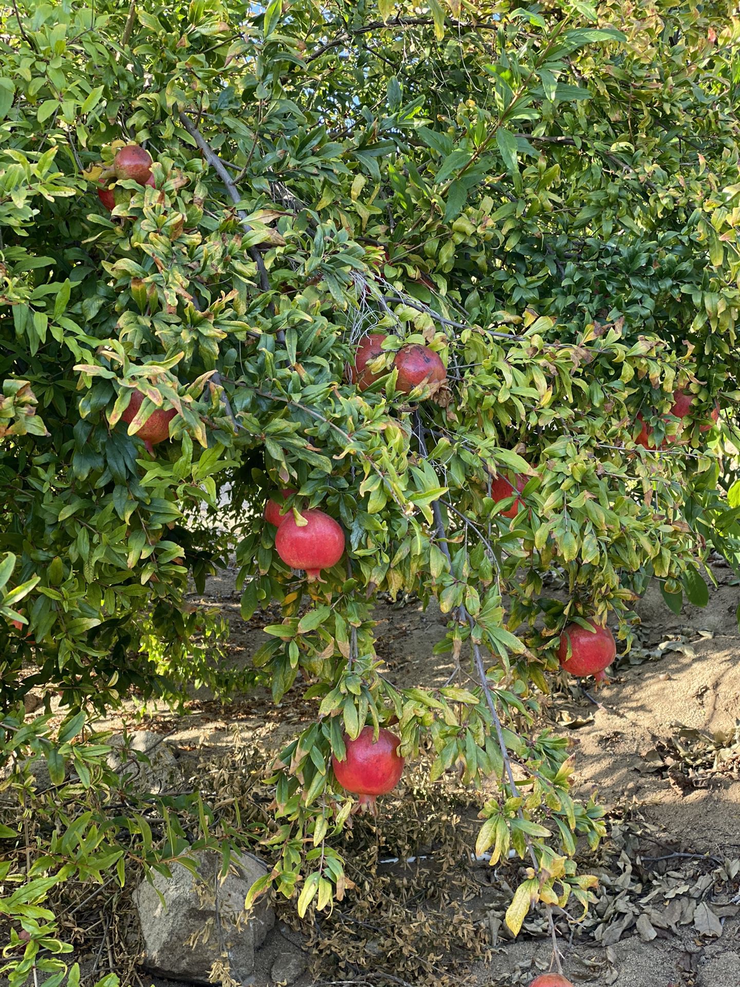 Pomegranate organic fresh