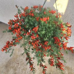 🌿🌿  Amazon Sunset   Parrot's Beak   Plant🦜🍃