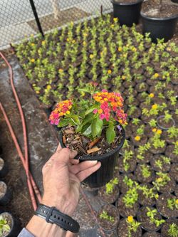 Multi Color Lantana Plant - 1 Gal Pot