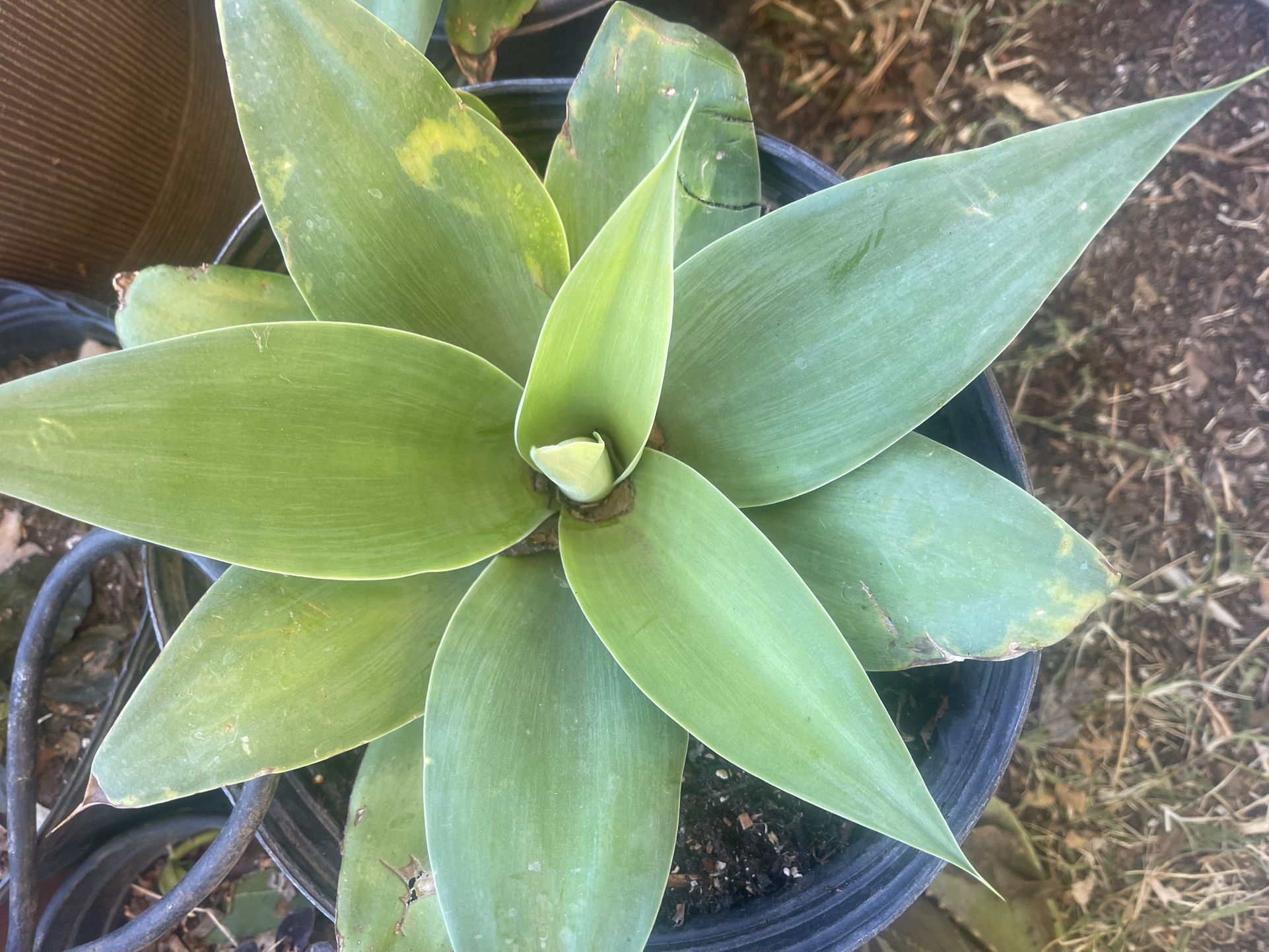  Plant One$30 For Garden