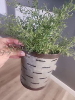 Planters hang on wall