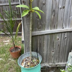 Yellow Plumeria (4ft Tall