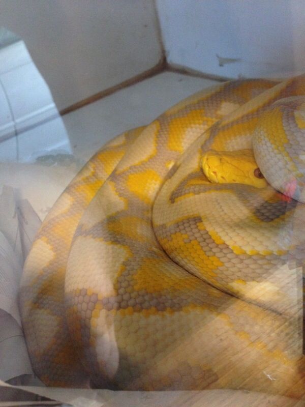 12 foot albino lavender reticulated python