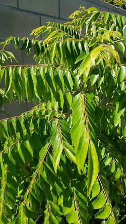 Fresh Curry Leaves (Murraya koenigii). NO STEM Cali-grown+organic. 1oz package