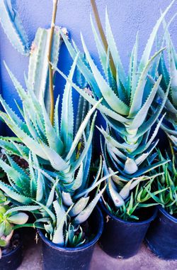 aloe vera painting Aloe