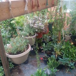 Plantas En Colgaderas(Pregunten Por Precios)