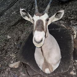 Taxidermy Shoulder Mount of a South African Oryx or Gemsbok