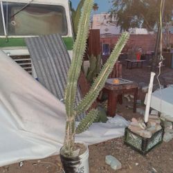 Mexican Fence Post / Toothpick Cactus