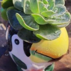 Beautiful Potted Succulent Plants