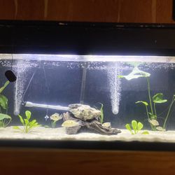 Fish tank