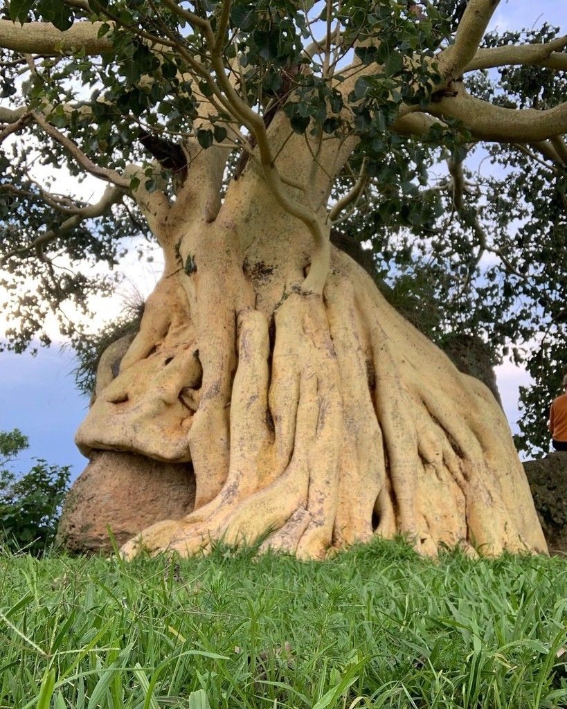 LIVE PLANT 1-2ft Ficus petiolaris - Petiolate fig - Baja California rock fig - Palmer wild fig - Brandegee wild fig