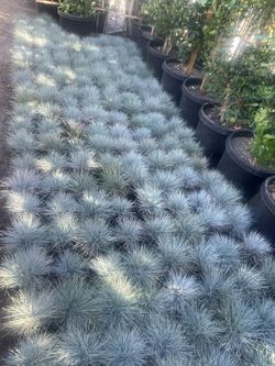 🔥🔥🔥🔥 Super Drought Tolerant Blue Fescue 