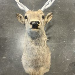 Deer Head 
