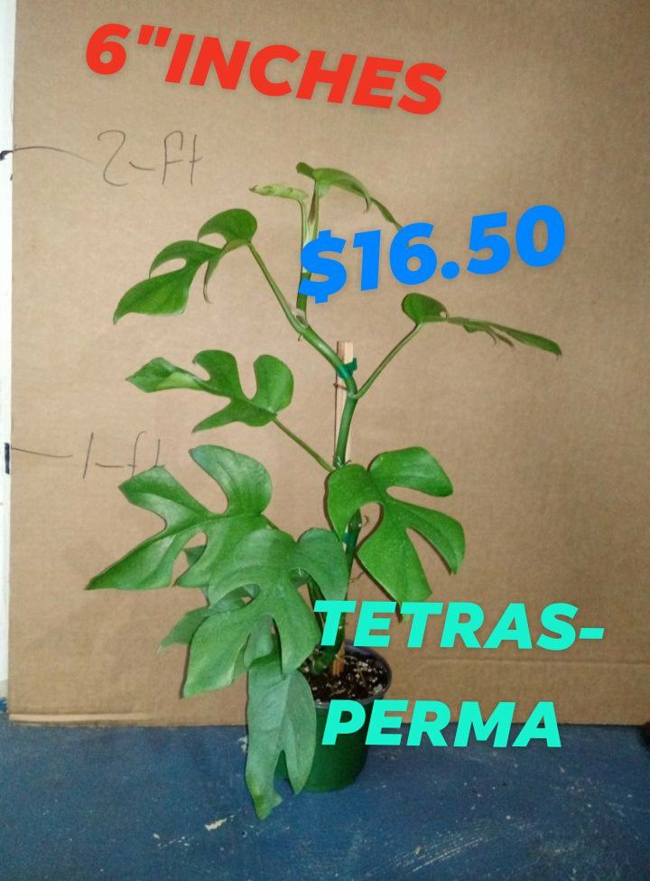 Tetrasperma$16.50