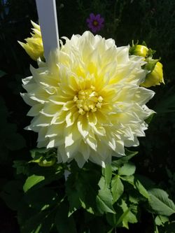 Cut dahlia for a beautiful bouquet.