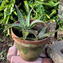 Aloe Vera Plants 15$