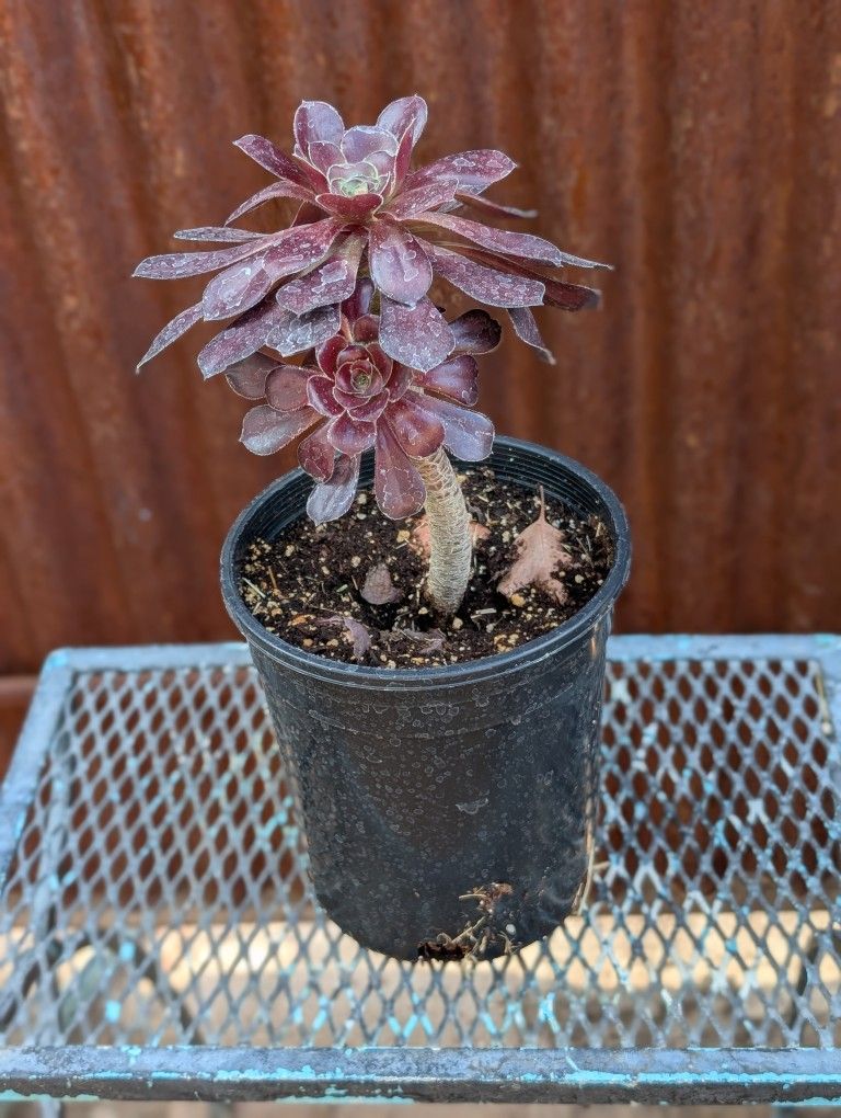 Black Rose Succulent 