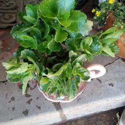 Planta Suculenta Punto De Cruz 