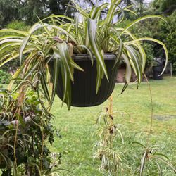 Spider Plants In A Hanging Pot Decorative 