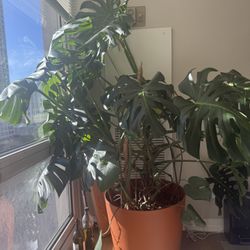 Large Monstera Needing A New Home 