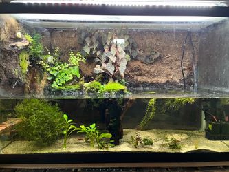 40 gallon Paludarium
