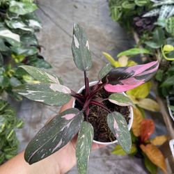4” pink princess philodendron 