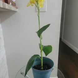 linda Planta Natural 