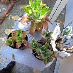 Succulent Plants Only 🪴 $1.00 Each Pot 