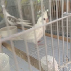 Jaulas De Venta 