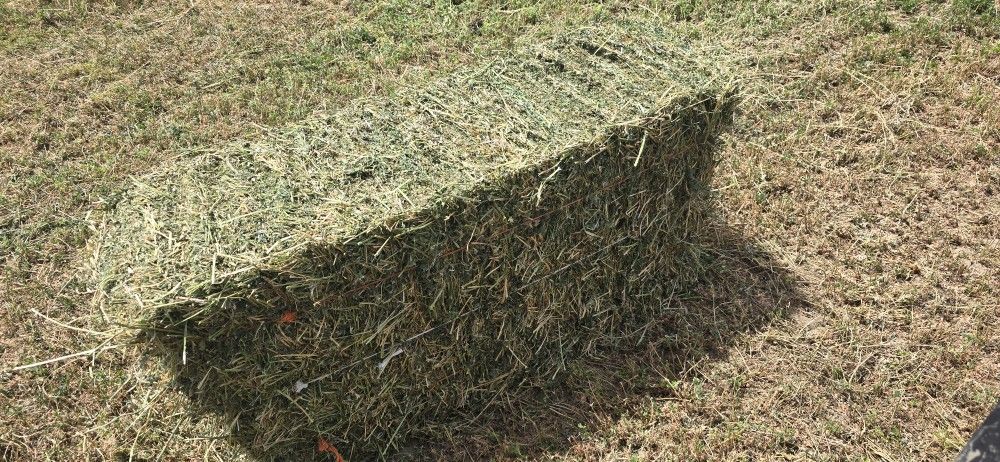 Alfalfa