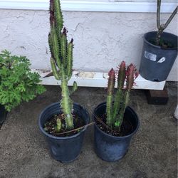 Cactus Plant