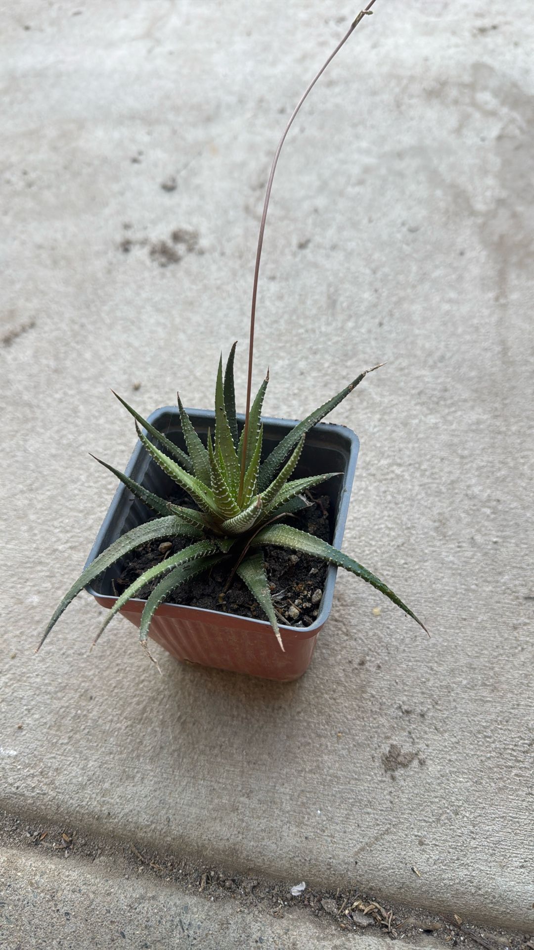 Plant