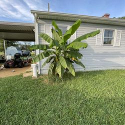 Banana Plant