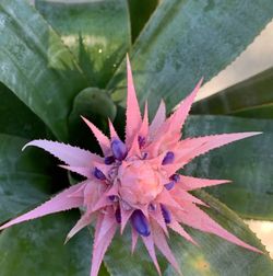 Bromeliad Aechmea Fasciata blooming