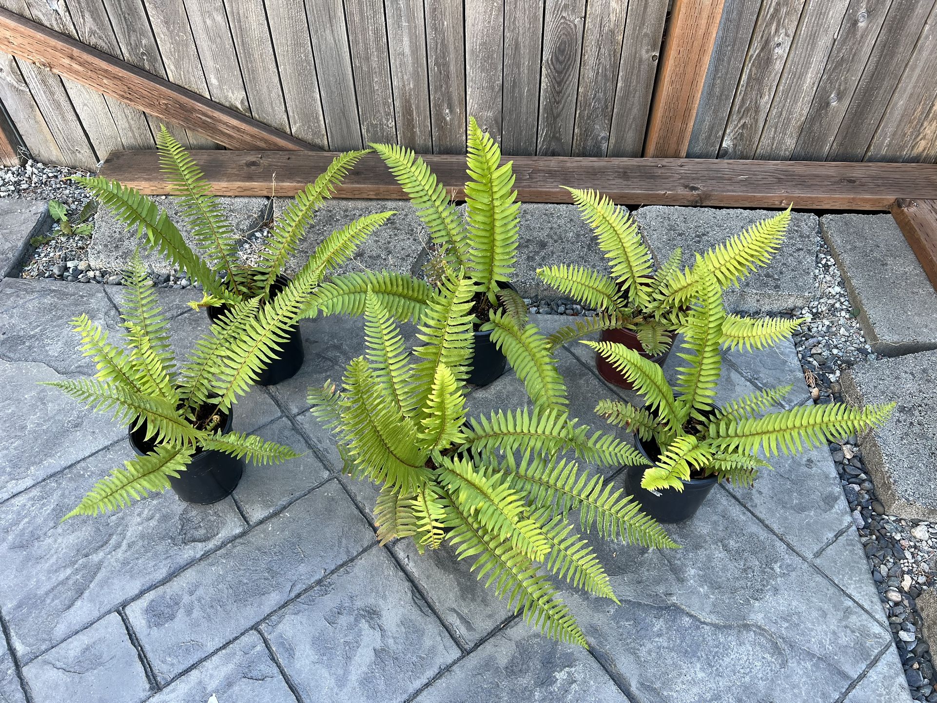 Fern Plants