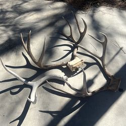Mule deer antlers