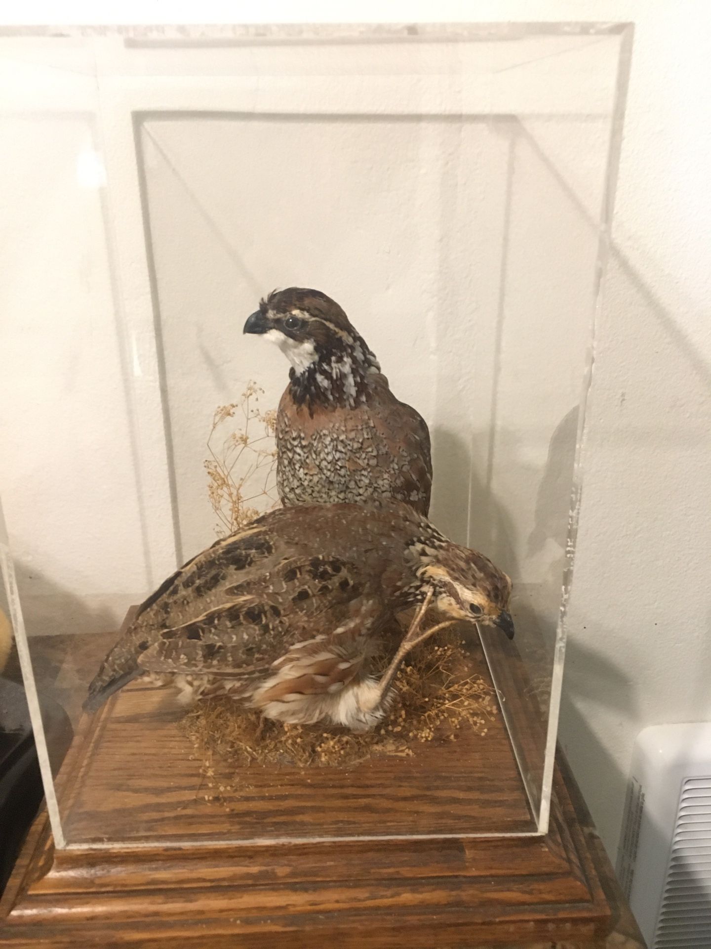 Taxidermy quails