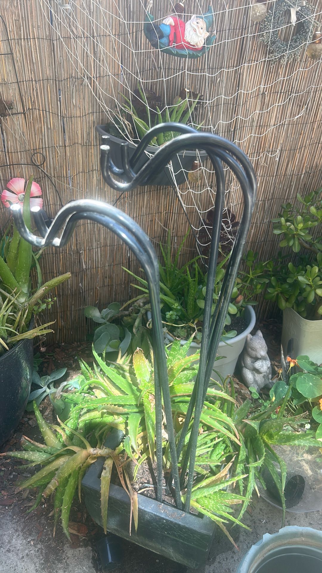 Five Plant’s holder rode.