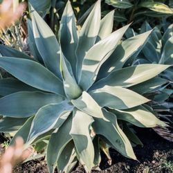 Huge Agave plant 50"~ 60 "