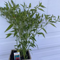 Súper Chili Pepper Fruiting Plant, In 4 Inch Pot Pick Up Only
