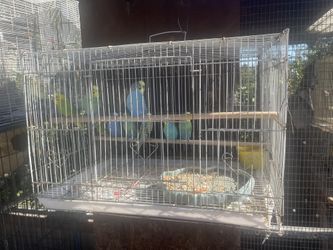 Parakeet Cage
