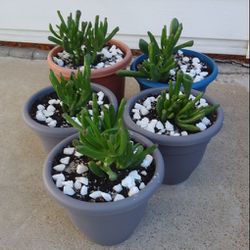 Smart Succulent Plants$7-$10 Each pot
