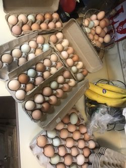 Organic cage free chicken eggs