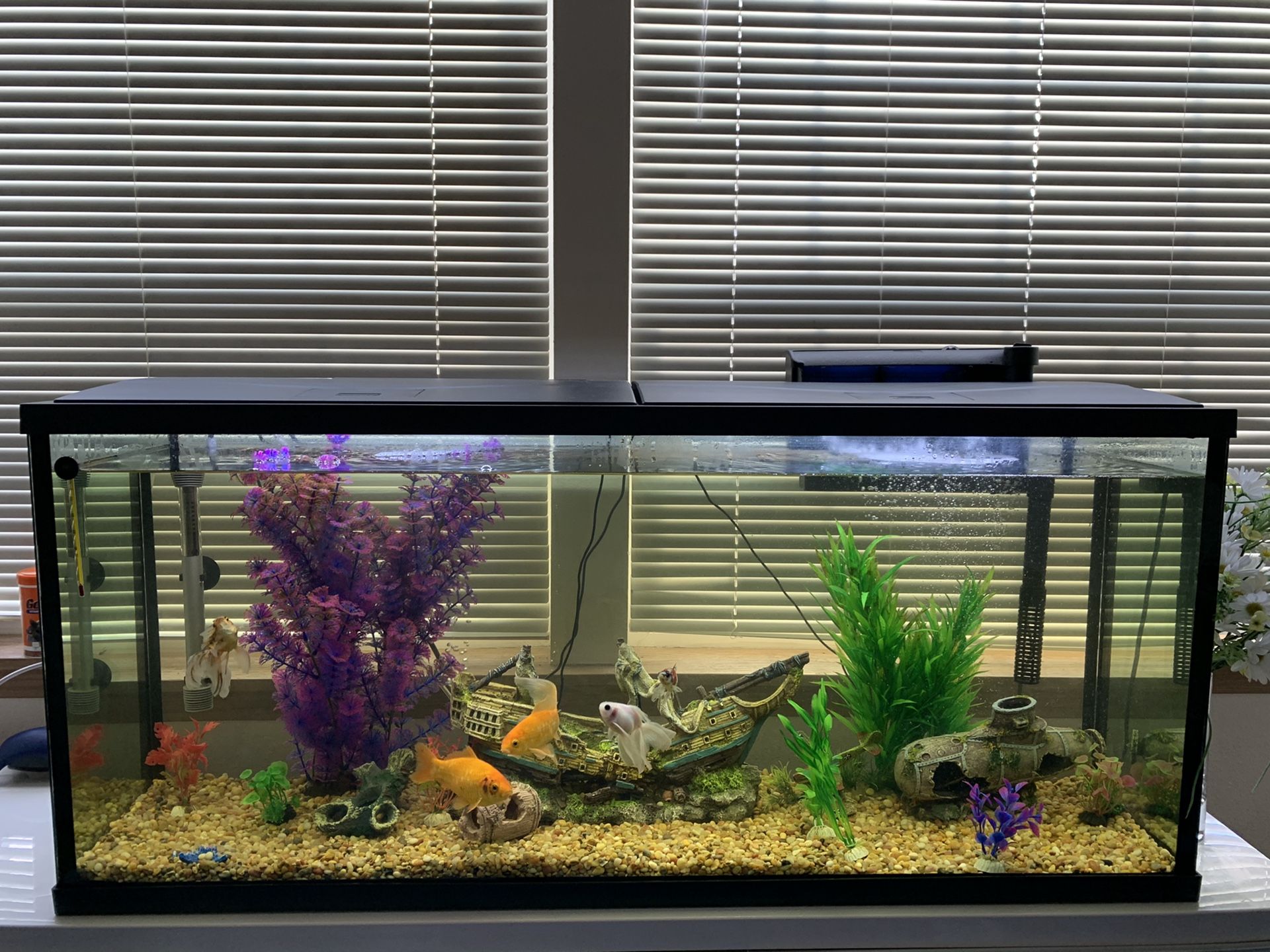 55 Gallon Fish Tank/ Aquarium