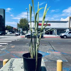 Lemmon Grass Herbs Plants  