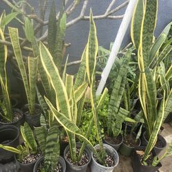 Snake plant 